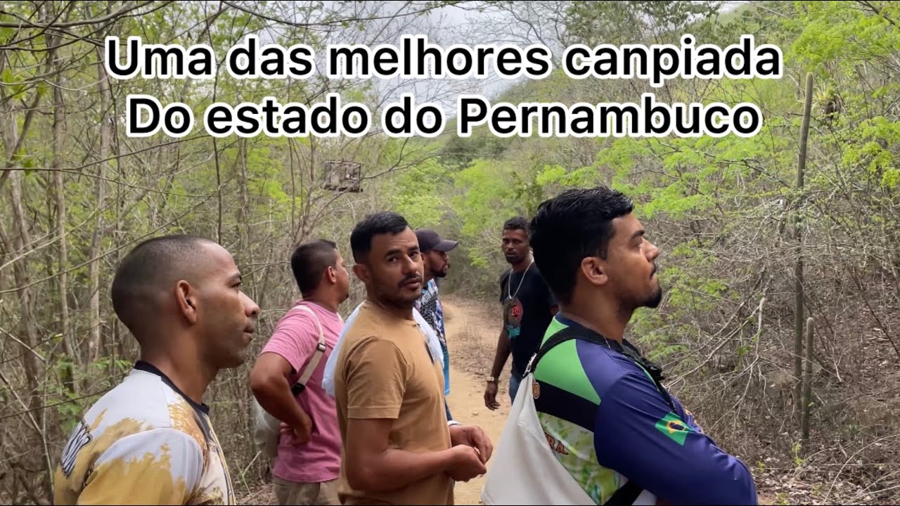 Azulão solto valente brigando