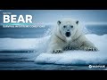 Bear — Survival in Extreme Conditions | Full Wildlife Documentary | episode 2 @Wildpulse-z3l