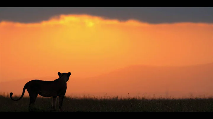 Morning sounds of the Masai Mara in Kenya