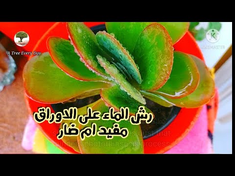 فيديو: لماذا رش النباتات بالماء؟