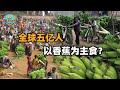 全球五亿人将香蕉作为主食！中国为什么很少见？未来说不定真可以