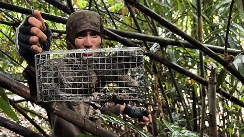 Bìa Rừng Mưa Rơi Tầm Tã. Bẫy Dính Toàn Sóc Bông To!