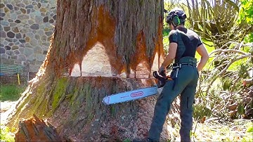 Huge Trees Felling Climbing With Chainsaw Machines! Dangerous Tree Cutting Down Skills
