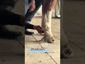 La habilidad del paisano para darle belleza a su caballo 🐴