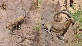 Five Mountain Goats With Horns....and Their Habitats