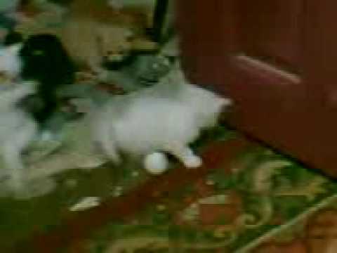 لعب وجد وضحك