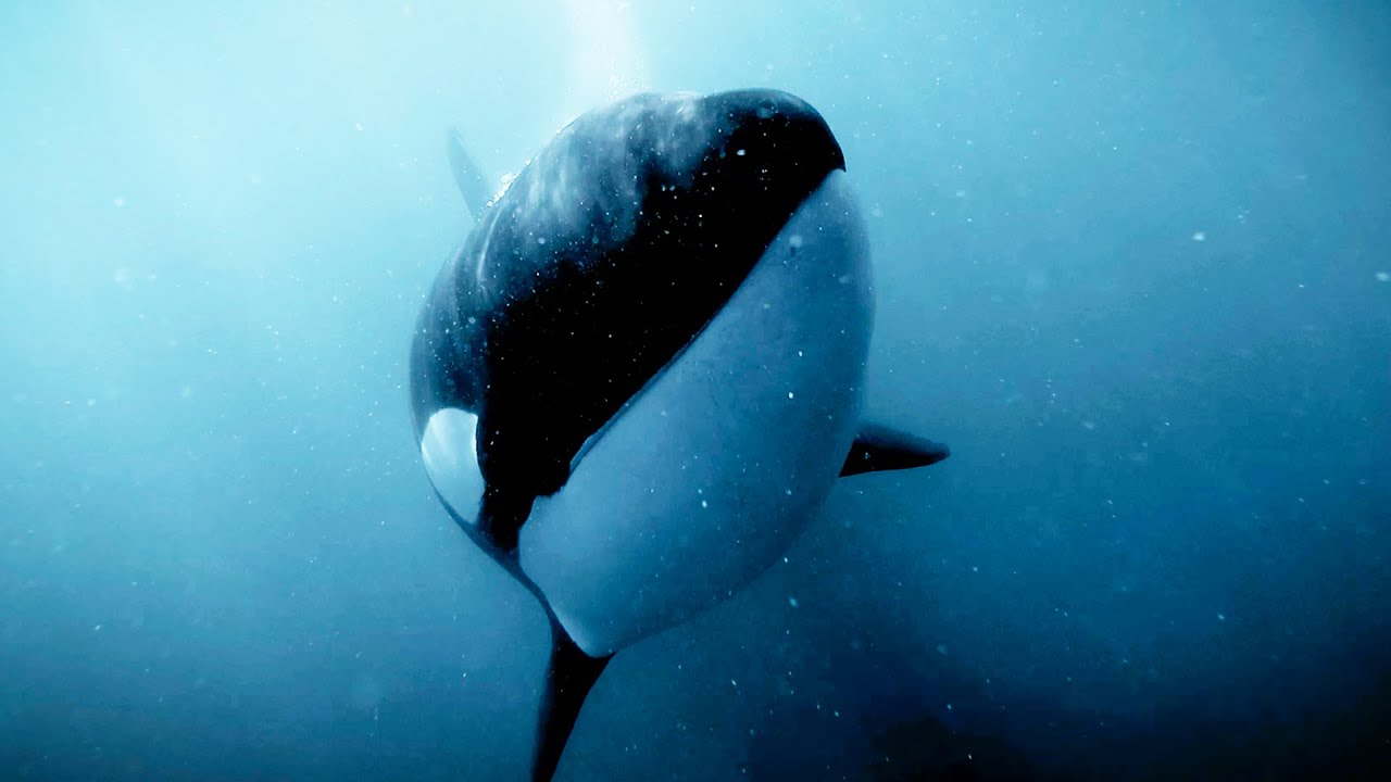 Orcas Kill, But Not Just for Food | Bad Natured | BBC Earth - YouTube