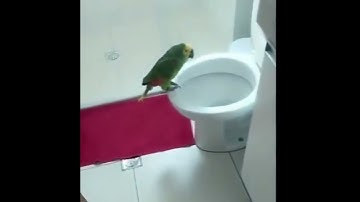 Viral Video: Parrot Sings While Sitting On The Toilet, Netizens Can