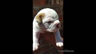 Hija De Olivia X Galo