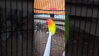 Burung Lucu Joget Tiktok #shorts
