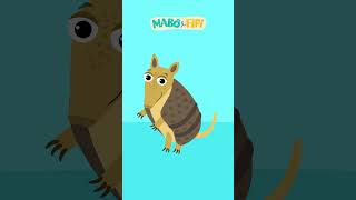 TATU | Série Formas  @maboefifi   #desenhoinfantil