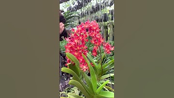 Cách ghép lan đơn thân rễ gió vào lũa #melantv #hoalandep #hoalan