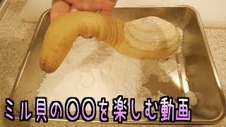 ミル貝の先っぽを塩にぶっ刺すと〇〇するらしいwwwwww