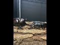 国産カブトムシVSパラワンオオヒラタクワガタ