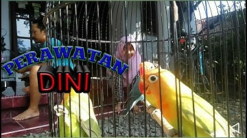 Tips Merawat Anakan Lovebird Umur 2–3 Bulan untuk lomba biar ngekek panjang l Breeders lovebird Indo