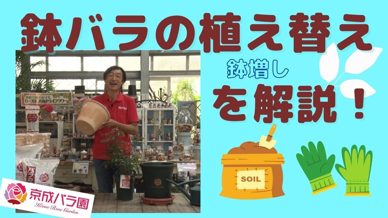 バラ 鉢バラの植え替え 鉢増し を村上敏が解説 Youtube