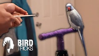 How to Train an Indian Ringneck Parrot | 5 Perfect Repetitions Concept