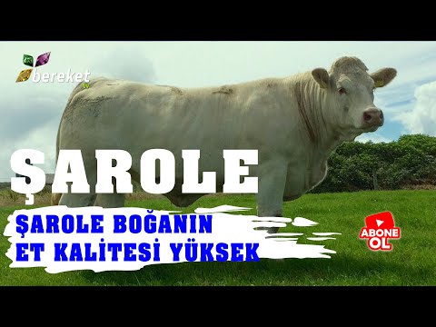 Video: Garip ve olağandışı zihinsel bozukluklar