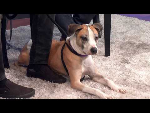 Petline9: Daximillan looking for a loving forever home