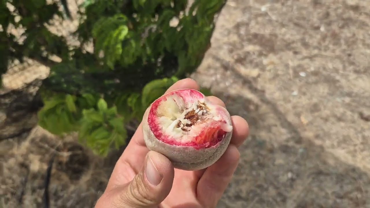 End of a dry summer orchard tour