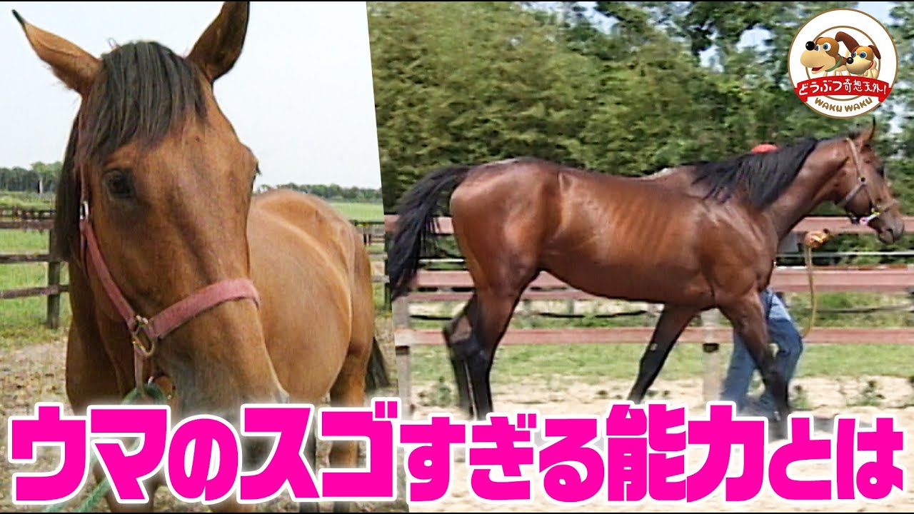 【ウマの秘密】ウマの視野は350°！身体がピクピク動く理由は？ウマのスゴい能力を解説【どうぶつ奇想天外／WAKUWAKU】