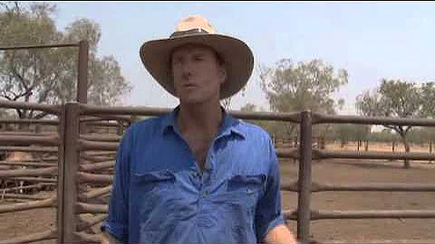 2.8 Low stress handling of cattle