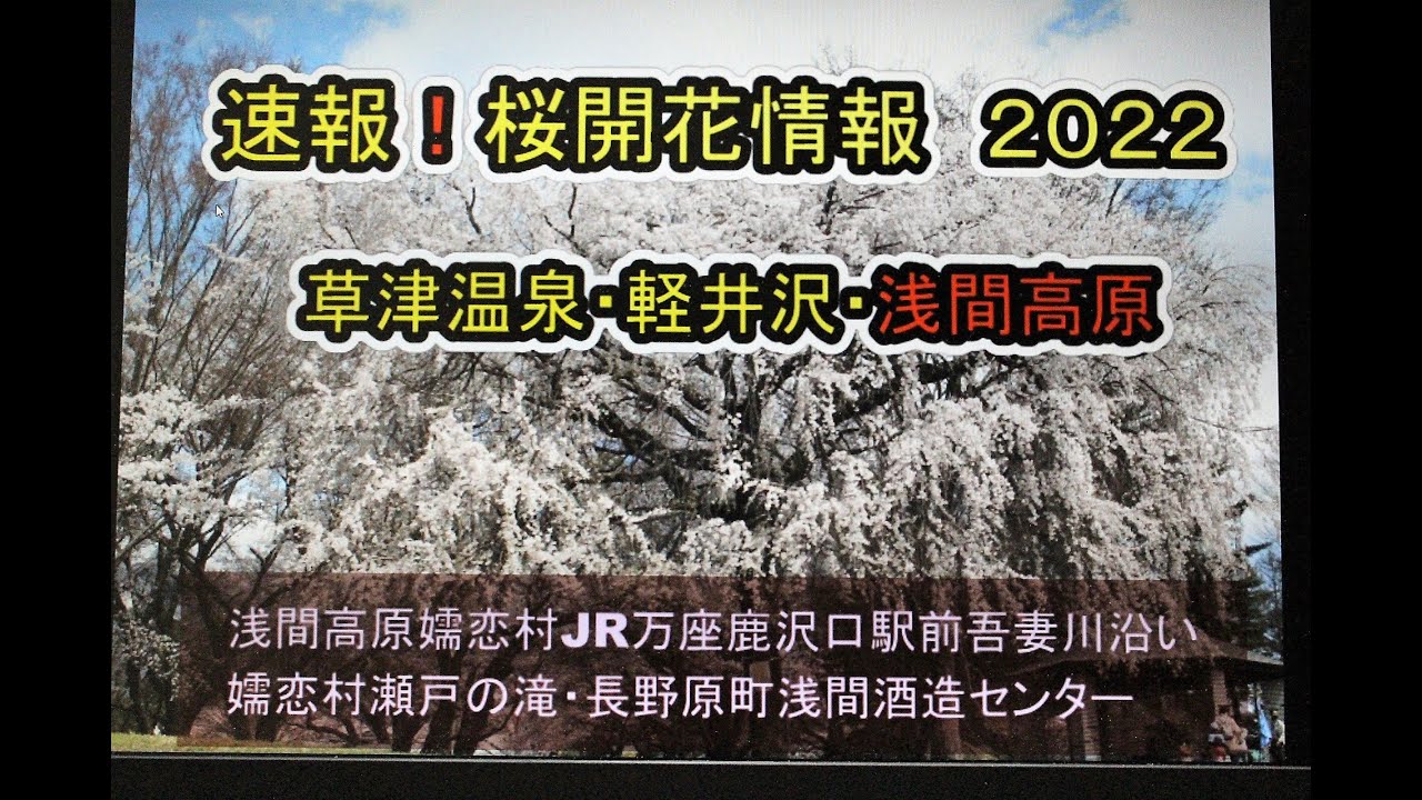 桜開花情報２０２２ 軽井沢 草津温泉 浅間高原 Youtube