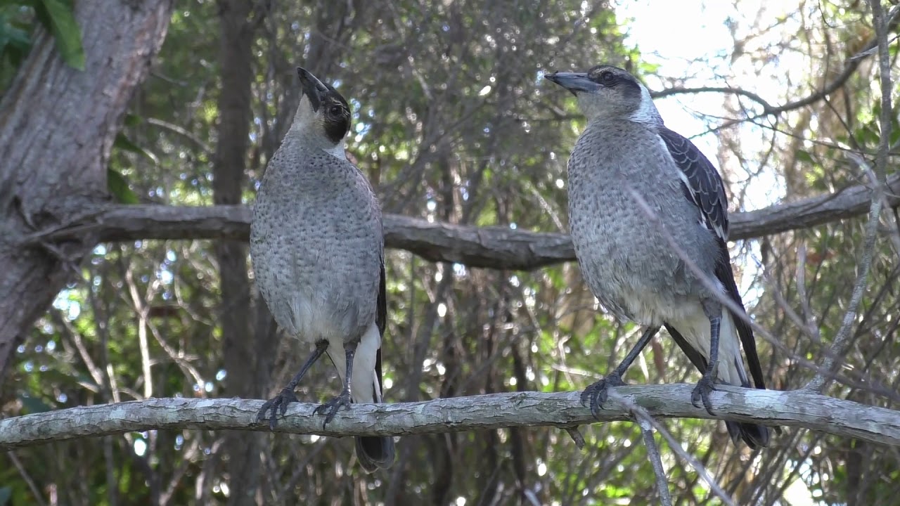 Australian Magpie 10 