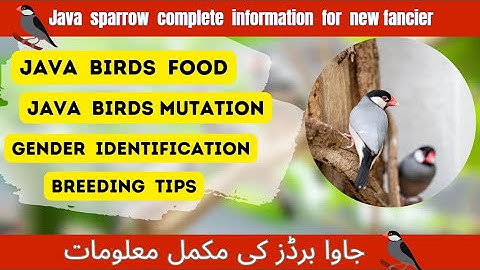 Java birds complete Information for new fancier | All information about java sparrow | Breeding tips