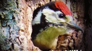 WOODPECKER WILL , ATTACKED BY CROWS , BLACKBIRDS , INVADED BY SQIRRELS.