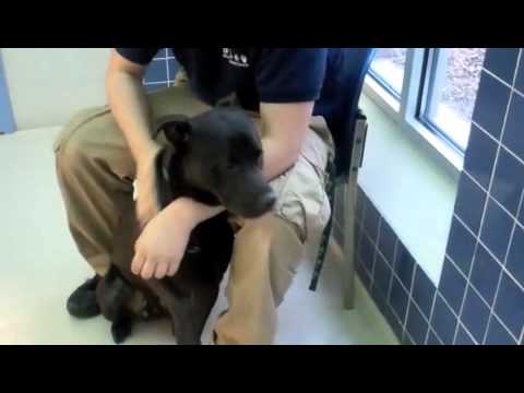 american pitbull terrier puppies for adoption pepper a labrador retriever american pit bull terrier mix american pitbull terrier puppies for adoption pepper a labrador retriever american pit bull terrier mix