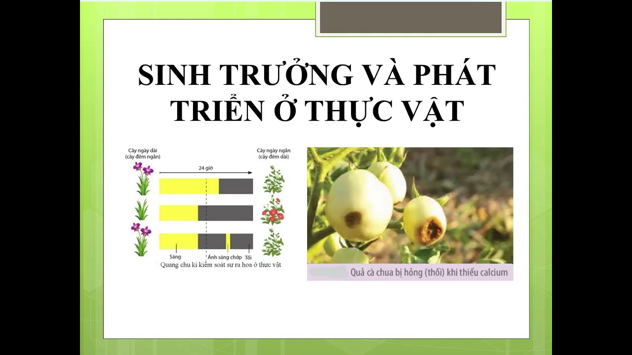 SINH HỌC 11 SINH TRƯỞNG VÀ PHÁT TRIỂN Ở THỰC VẬT: YẾU TỐ MÔI TRƯỜNG, CHI PHỐI SỰ RA HOA, ỨNG DỤNG