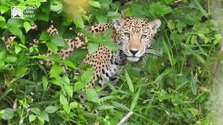 Camera Trap Snap For Jaguar In Petén, Guatemala