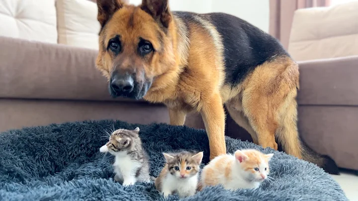 German Shepherd Shocked by Tiny Kittens occupying dog bed! - DayDayNews