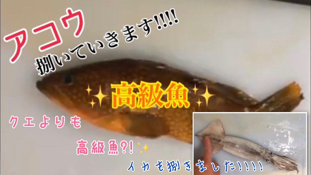 クエより高級 夏のフグ 高級魚アコウを捌きます 釣って魚捌き動画 7 Youtube