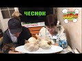 чеснок на посадку купить / чеснок посадка осенью / Юлия Миняева советует !!!