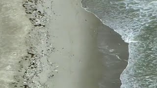 More dead fish wash ashore