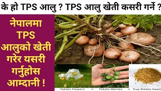 नेपालमा TPS आलु खेति गर्नेे तरिका || How To TPS Potatoes Cultivate In Nepal || Krishi Sandesh