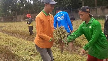 Rice harvest, Về quê thu hoạch lúa, Bắt rắn chuột quá nhiều quá vui ll NÉT QUÊ AG67