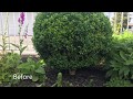 Limb Up Trim English Boxwood Pruning June 29 2020 Limb Up Trim English Boxwood Pruning June 29 2020