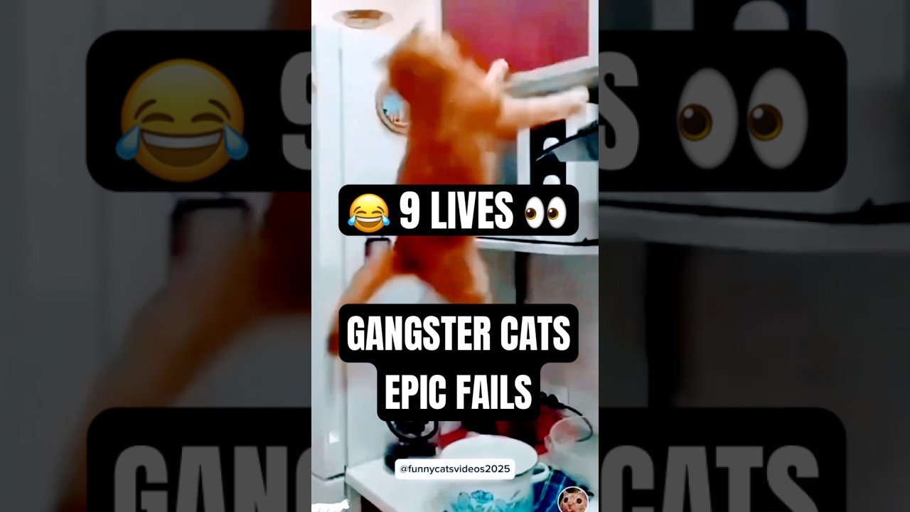 Can This Cat Escape?