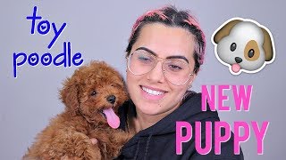 MEET MY NEW PUPPY: TOY POODLE | BodmonZaid
