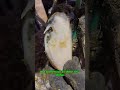 Digging Hidden Stones Out of a Cow’s Hoof 😱 So Satisfying to Watch