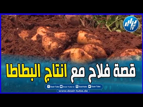 شاااهد فلاح من عين الدفلى يروي قصته مع انتاج البطاطا تابع التفاصيل