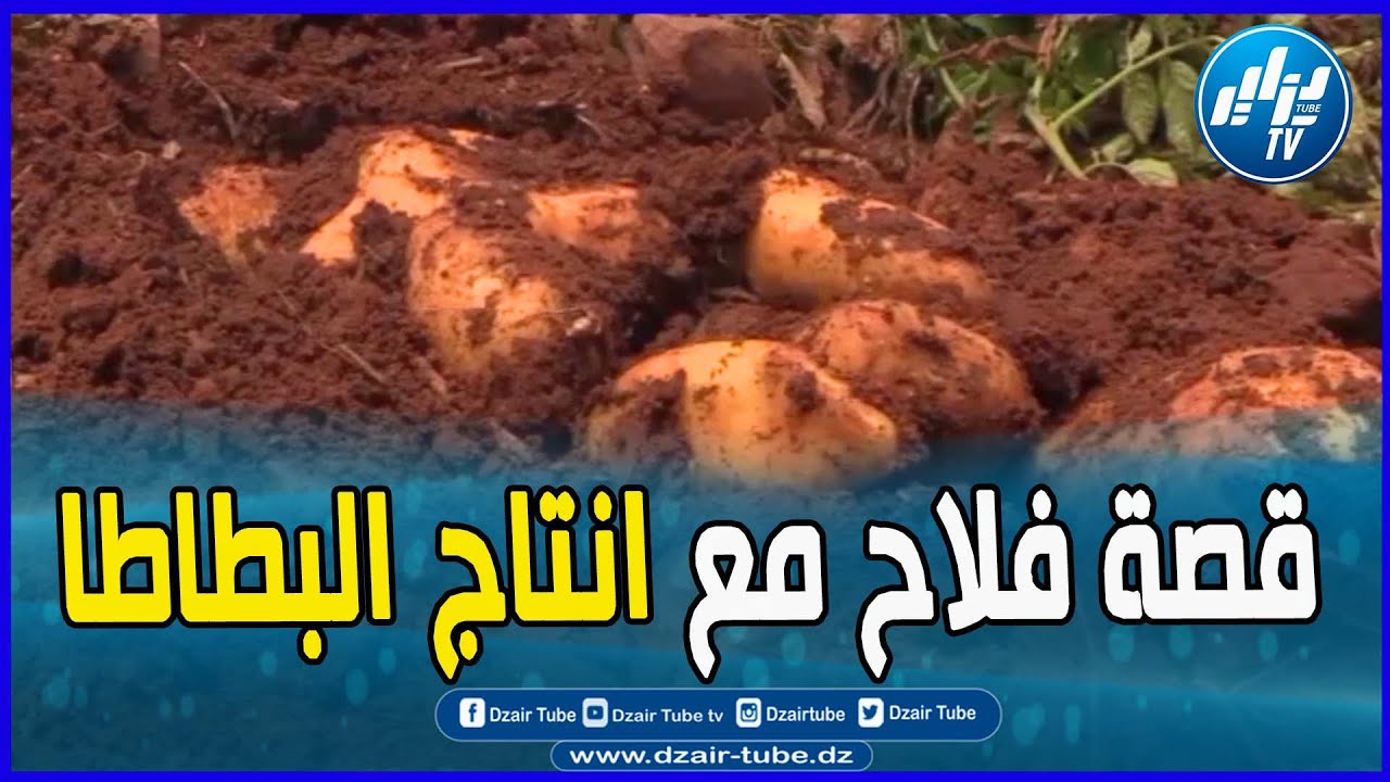 شاااهد.. فلاح من عين الدفلى يروي قصته مع انتاج البطاطا... تابع التفاصيل