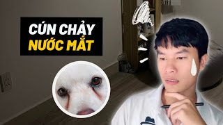 Cún con chảy nước mắt | BossDog Vietnam