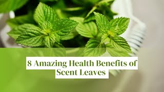 8 Amazing Health Benefits Of Scent Leaves