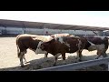 Bulls & Cows Best Farming - New Bulls Meet Cows First Time #09
