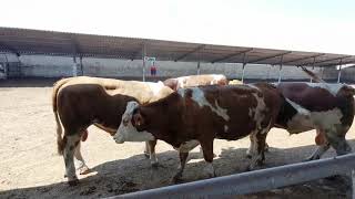 Bulls &amp; Cows Best Farming - New Bulls Meet Cows First Time #09