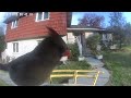Daily Birdwatching - Netvue Birdfy Birdfeeder Cam - November 9, 2025